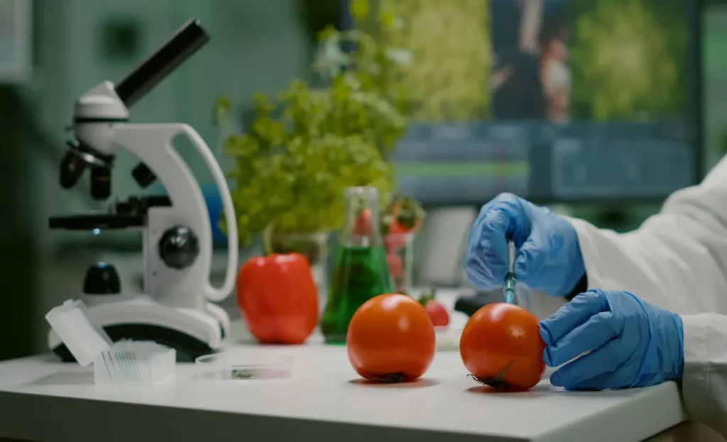 scientist injecting organic tomato with pesticides gmo test